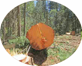 logging-275